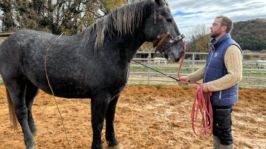 équithérapie à Forcalquier
