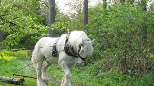 1024px-Shire_horse